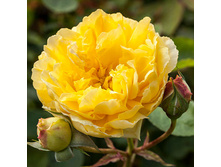 Rosa climbing Golden Gate.jpg