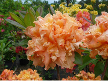 ������ �������-310