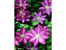 �������� �������-185.jpg