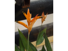DSCF8173.JPG