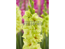 10,03���. ��������� ���� ����(���������� �� ����� �������� �� 7��.).jpg