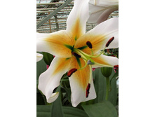 39,96���. ����� ������ ������(��� 5 ��. ���������� �� 2��.).jpg