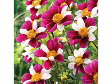 Dahlia Twyning s Smartie �������� �������� ������ € 0,89 64,97���..jpg