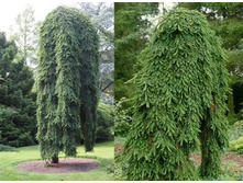 308,4���. ��� Picea abies Inversa_P9.jpg