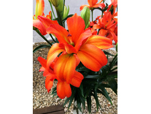 49,24���. ����� ��� ��(��� 5 ��. ���������� �� 2��.)���17.jpg