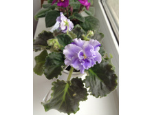 ������� �����