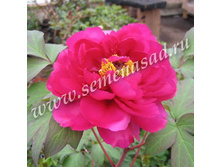 ���� ����������� ��������� ������� � ������.jpg