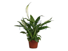 ����������� ����� 6�20. 69,41 ���.jpg