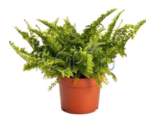 ���������� ���������� 12�25. 223,65 ���.jpg