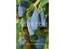 Lonicera kamtschatica Zojka ��������� ���������� ����� 2 ltr € 4,95 371,08�..jpg