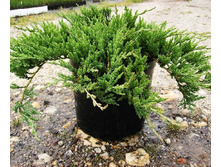 96,2���. ������������ Juniperus horizontalis Jade River.jpg