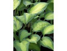 Hosta Pauls Glory ����� ������ ����� € 1,16 84,68���..jpg