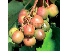 Actinidia arguta Geneva ��������� ������ ������ 2 ltr € 5,91 443,08�..jpg