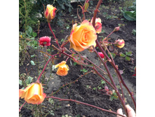 ��������� ����� Landlust