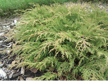 171,2���. ���������� Microbiota decussata Fuzz Ball_P10,5 rond.jpg