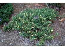 86,7���. ������������ Juniperus chinensis Variegata.jpg