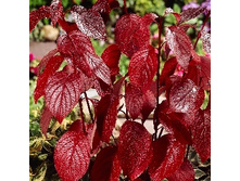 143���. ���� ����� �������� �����.jpg