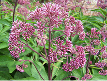 Eupatorium maculatum Atropurpureum ��������� ��������� ������������� € 0,75 54,75���..jpg