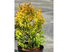 160,6���. ��� Thuja occidentalis Maria WN_P10.5.jpg