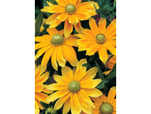 91,6���. �������� ������ ���(�������� ���� �� 1 ��., ����������� ����� 1��.)���17.jpg