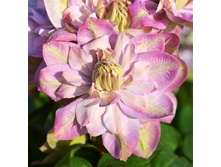 251���. �������� �������� ����.jpg