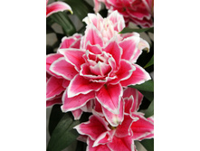 57,68���. ����� ROSELILY �������(�������� ���� �� 5 ��., ����������� ����� 1��.)���16.jpg