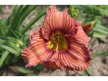 Hemerocallis Nowhere to Hide.jpg
