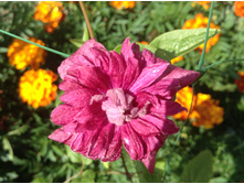 �������� �������� ����� ������� ( ������ ������)