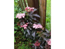 237���. ������ ޣ���� ���� �����.jpg