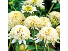 243,2���. �������� ����������(�������� ���� �� 1 ��., ����������� ����� 1��.)���17.jpg