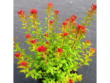 ������ ��������� �������-170.jpg