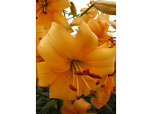 36,58���. ����� ���� ������(��� 5 ��. ���������� �� 2��.).jpg