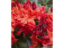 310���. ������ Knapp Hill ������ �������.jpg