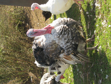 IMG 6732.jpg