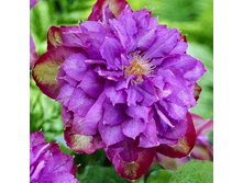 229���. �������� ������ ������.jpg