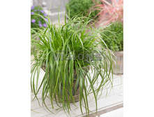 Carex oshimensis Everlime����� ���������� ��������€ 2,18 159,14 ₽.jpg