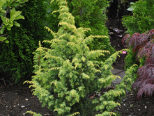97,2���. ������������ Juniperus communis Schneverdingen Goldmachangel_P9 15-20.jpg