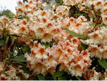 ����������� ���������-301