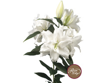 57,68���. ����� ROSELILY ������(�������� ���� �� 5 ��., ����������� ����� 1��.)���17.jpg