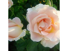 Rosa park Rococo Double.jpg