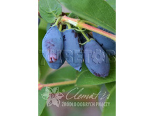 Lonicera kamtschatica Indigo Yum ��������� ���������� ������ �� 2 ltr € 4,95 371,08�..jpg