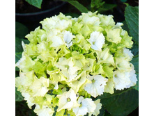 467���. ��������� �������������� �������� ����.jpg