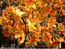 ������ ��������.-310