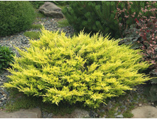 92���. ������������ Juniperus horizontalis Limeglow_P9 12-15.jpg