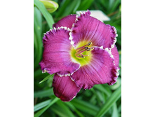 195,8���. �������� ���� �� �� �����(�������� ���� �� 1 ��., ����������� ����� 1��.).jpg