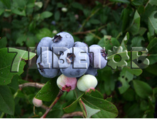 Vaccinium corymbosum Chandler �������� ������������ ������� -22�C 2,5 ltr 30-40 € 6,36 477,17�..jpg