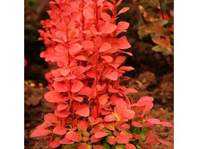 248���. �������� �������� ����� �����.jpg