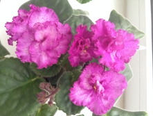 Lyons pirates treasure