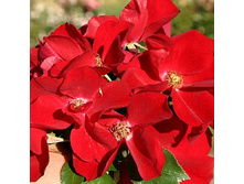 Rosa groundcover Apache.jpg