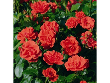 Rosa park Feuerwerk.jpg